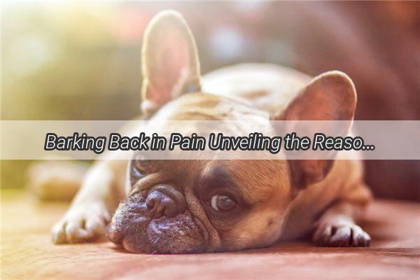 Barking Back in Pain Unveiling the Reasons Why Your Dog Howls After Being Punished